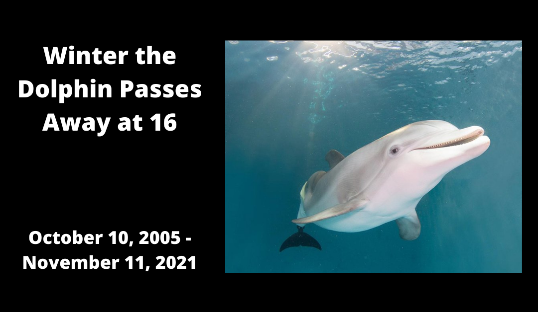 Winter the Dolphin Passes Away at 16